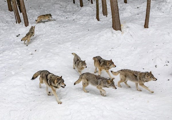 A pack of gray wolves in the snow